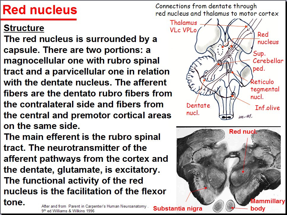 Salamons Neuroanatomy And Neurovasculature Web Atlas Resource